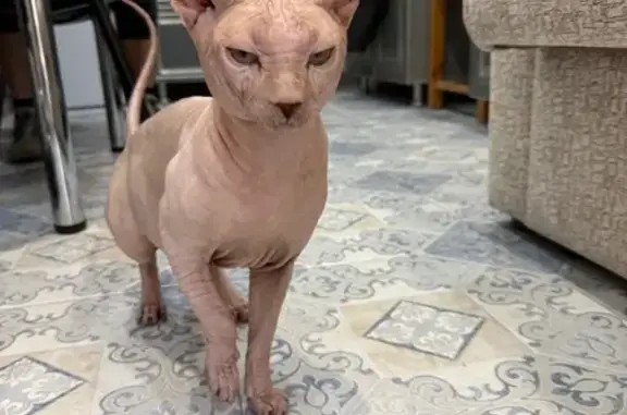 Мальчик сфинкс. Не кастрирован. Особые приметы: шрам от операции на левом бедре