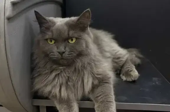 Найдена кошка, Красноярск, фото: Найдена кошка, улица Шевченко, 70А, Красноярск