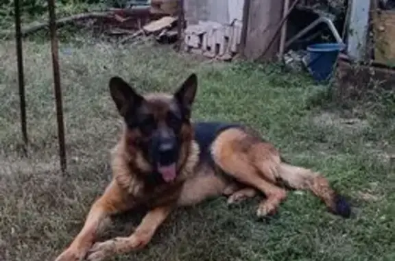 Пропал собака, улица Славы, Астрахань - сбежал со двора - photo