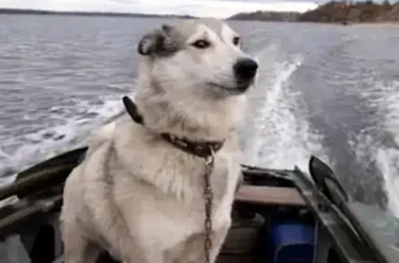 Пропала собака, Чебоксары - бело пепельного цвета с коричневым ошейником - photo
