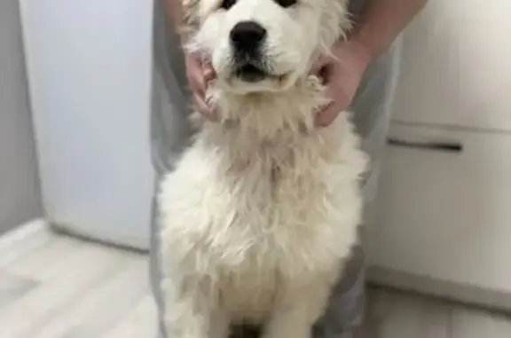 Найдена собака, Каменск-Уральский, фото: Найден собака, улица Белинского, Каменск-Уральский - светлый щенок в красном ошейнике