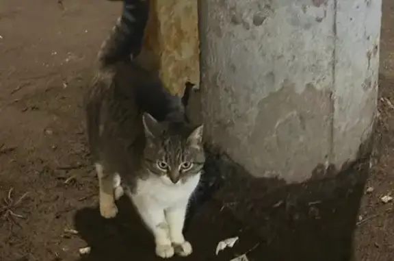 Найдена кошка, Нижний Новгород, фото: Найдена кошка, улица Бекетова, 39, Нижний Новгород - белые грудка и лапки