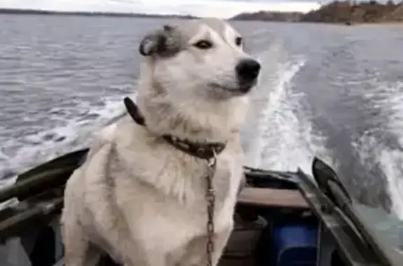 Пропала собака, Чебоксары, светло-серая лайка с ошейником - photo