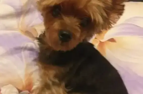 Пропала собака, Набережная Космонавтов, 8, Саратов - photo