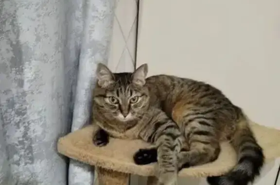 Пропала кошка, улица Ушинского, 25, Котлас - полосатая кошечка - photo