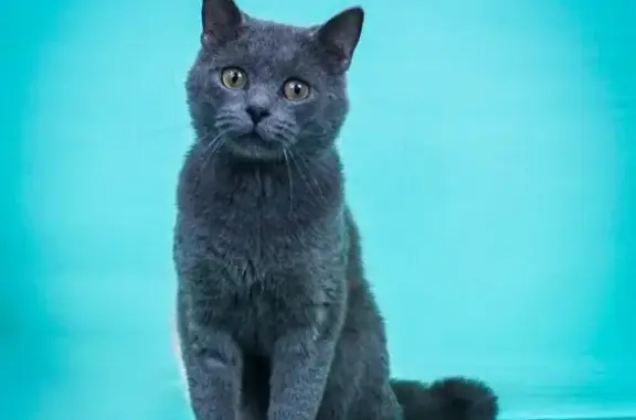 Пропал кот, 15-я Парковая улица, 29 к2, Москва - метис британца голубого окраса - photo