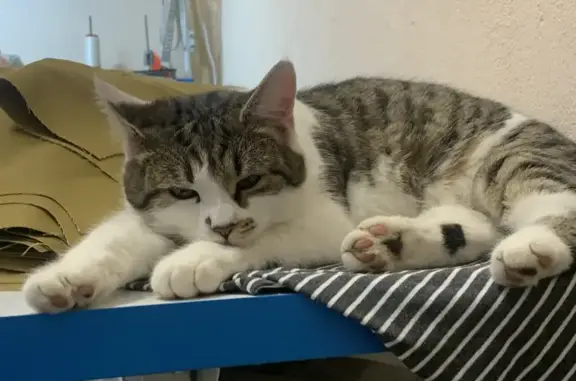 Пропала кошка, Нагорная улица, 49, Воронеж - photo