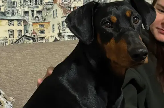 Пропала собака, Шоссейная улица, 44, Выползово - photo