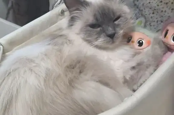 Пропала кошка, улица Свободы, 1А, Балашиха - белая с серыми лапками и хвостом - photo