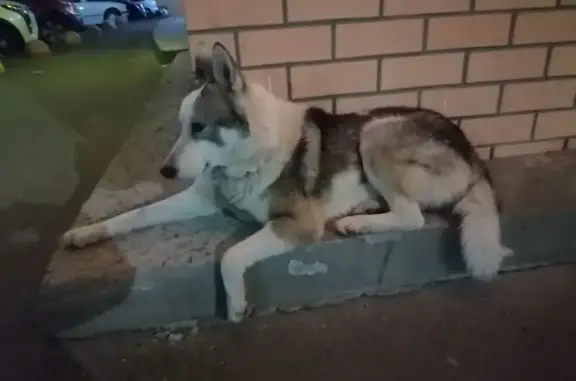 Найденные животные Ростов-на-Дону, фото: Найдена собака, Творческая улица, 5, Ростов-на-Дону