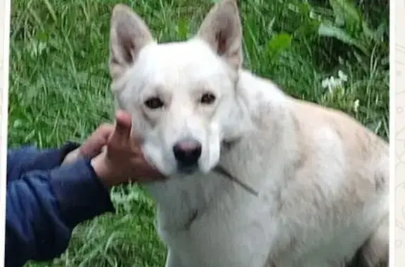 Пропал собака, улица 65 лет Победы, 10, Барнаул - белый с жёлтой спиной - photo