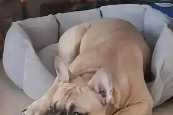 Пропал собака, Воронеж, бежевый французский бульдог с черной мордочкой - photo