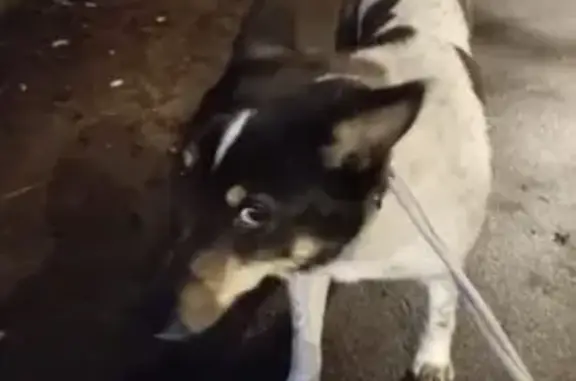 Найдена собака, Кронштадт, фото: Найдена собака, женская, Цитадельское шоссе, Кронштадт