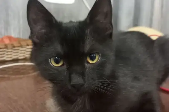 Кошки потеряшки, Новороссийск, фото: Потеряшка кошка, Центральная улица, Новороссийск - черная с пятнышком