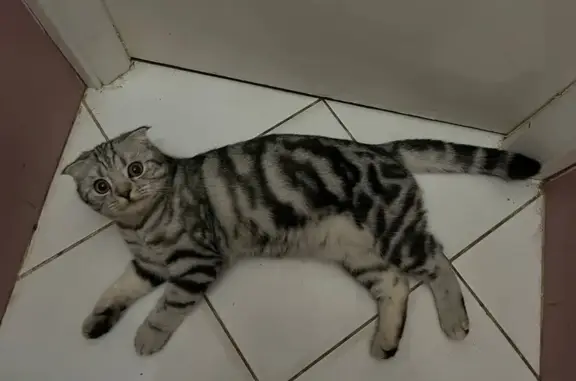 Пропала кошка, улица Малышева, 19, Москва - шотландская вислоухая - photo