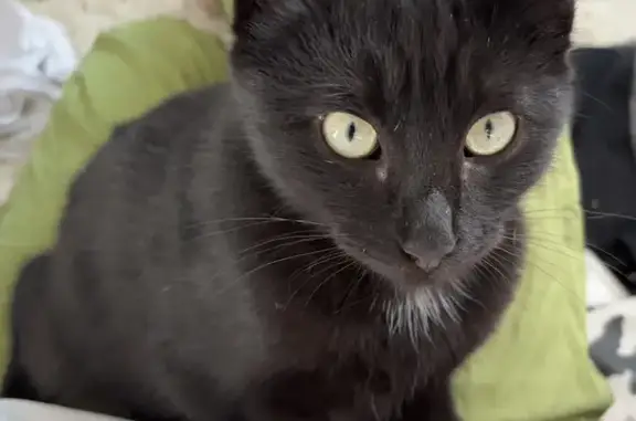 Пропала кошка, Красная Башкирия, Краснобашкирский сельсовет - черная с белыми пятнышками - photo