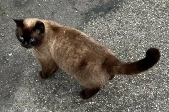 Найден кот, Киевская улица, 108А, Калининград - ласковый, возможно потерялся - photo