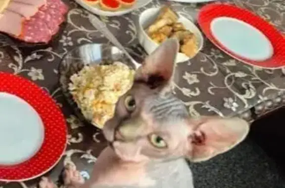 Пропал кот, проспект Строителей (дублёр), 34В, Владимир - канадский сфинкс с шрамами - photo