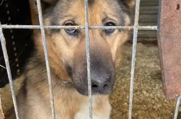 Найдена собака, Старая Купавна, фото: Найдена собака, женская, Старый Владимирский тракт, Старая Купавна - овчарочный окрас