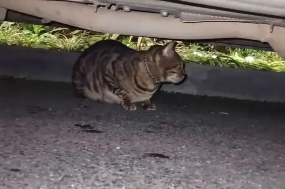 Найдена кошка, Сочи, фото: Найдена кошка, Общинная улица, 44, Сочи - бенгальская с коричневым ошейником