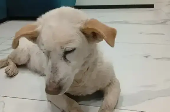 Найдена собака, Видное, фото: Найден кобель, проектируемый проезд № 661, район Щербинка, Видное - более 10 лет, один глаз отсутствует