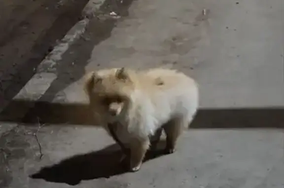 Найдена собака, Нахабино, фото: Найден собака, улица Панфилова, 7, Нахабино - похожа на шпица