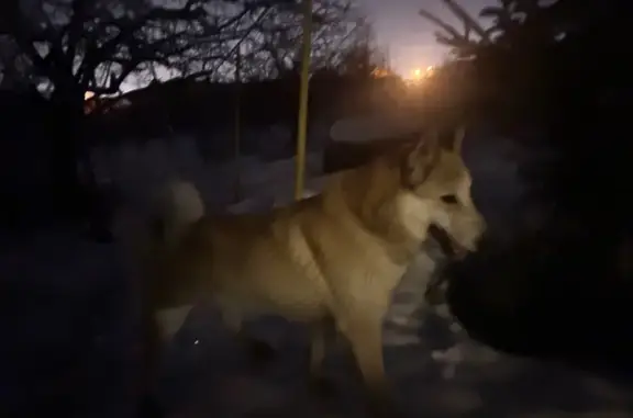 Найдена собака, Пенза, фото: Найден собака, улица Кривозерье, городской округ Пенза - молодой кобель лайка