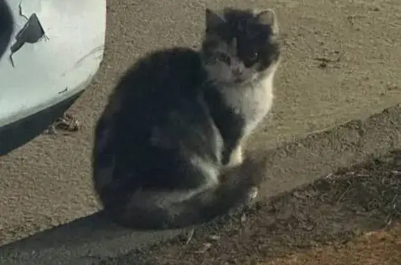 Найдена кошка, Ставрополь, фото: Найдена кошка, улица Тухачевского, 23/1, Ставрополь