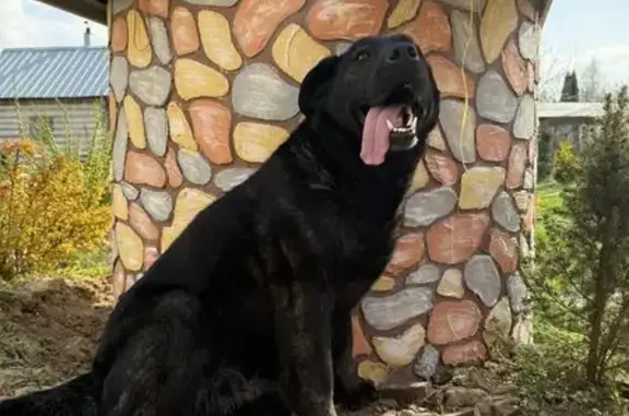 Пропала собака, Сынково, Московская область - чёрная с тигровым подпалом - photo