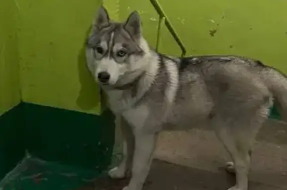 Найдена собака, Новокузнецк, фото: Найден собака, Новокузнецк - один глаз голубой, второй коричневый