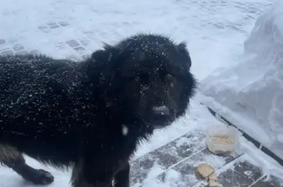 Объявления о пропавших и найденных животных, Верхнее Дуброво, фото: Найден собака, Нагорная улица, городской округ Верхнее Дуброво - крупный, 7 месяцев