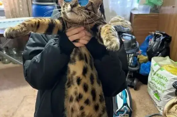 Пропал кот, Новоугольная улица, Барнаул - photo