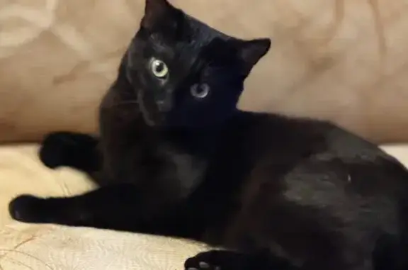 Пропал кот, улица Воровского, Омск - откликается на имя Тёма - photo