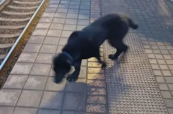 Найдена собака, Подольск, фото: Найден собака, Московская улица, Подольск - черная с ошейником