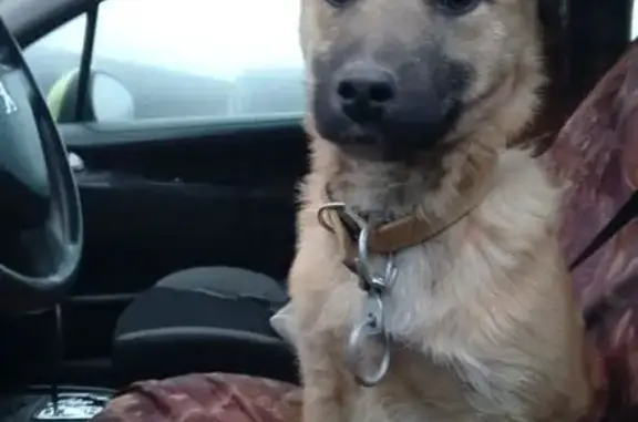 Найдена собака, Михайловск, фото: Найдена собака, девочка, переулок Слащева, 8, Михайловск