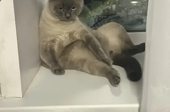 Объявления о пропавших и найденных животных, Камбарка, фото: Пропал кот, Советская улица, 38, Камбарка - серая густая шерсть, голубые глаза