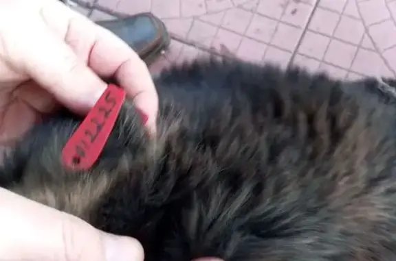 Пропала собака, женский пол, Александро-Заводская улица, Чита — черно-бежевый окрас - photo