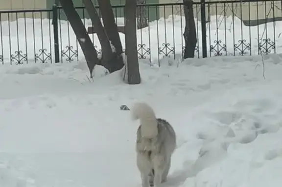 Найдена собака, Томск, фото: Найдена собака, улица Мичурина, 53/2, Томск - маламут ходит по Лазо