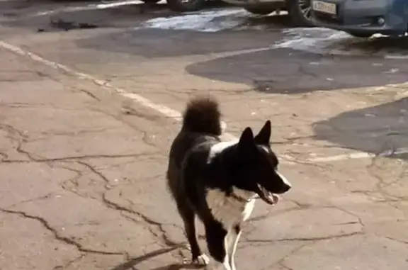 Найдена собака, Хабаровск, фото: Найден собака, Матвеевское шоссе, 20, Хабаровск - черно-белая лайка в ошейнике