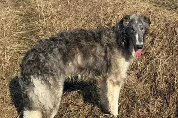 Собаки потеряшки, Лаголовское, фото: Потеряшка собака, Лаголовское сельское поселение, Лаголовское - щенок русской псовой борзой