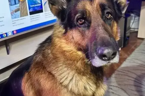 Пропал собака, улица 9 Января, 62, Коркино - рыже-коричневый окрас, седая борода - photo