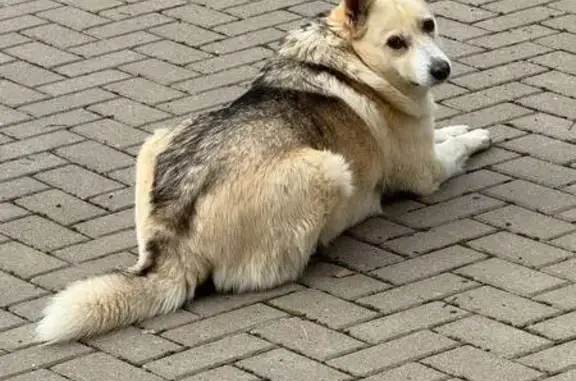 Пропала собака, женская, Уфа, Башкортостан - серо-белая, откликается на Кнопа - photo