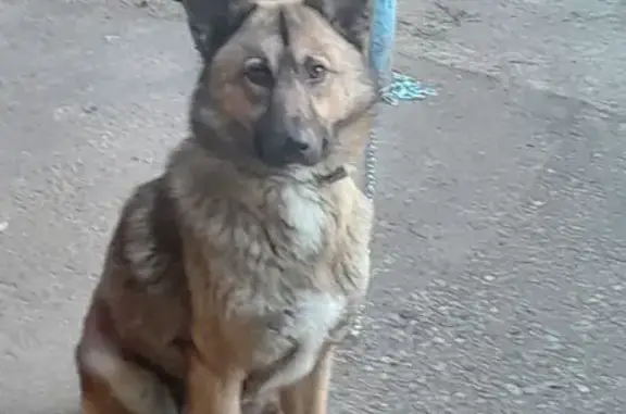 Пропала собака, Каспийская улица, городской округ Сириус - рыжеватый с белой грудкой - photo