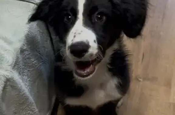 Найдена собака, Барнаул, фото: Найдена собака, девочка, улица Георгия Исакова, 111, Барнаул - щенок с купированным хвостом