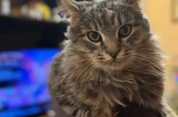 Пропал кот, улица Павлова, 17/25, Валдай - серо-белый с забинтованной лапкой - photo