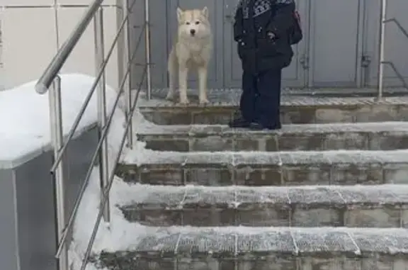 Найдена собака, Томск, фото: Найдена собака, переулок Баумана, Томск - светлая хаски без ошейника