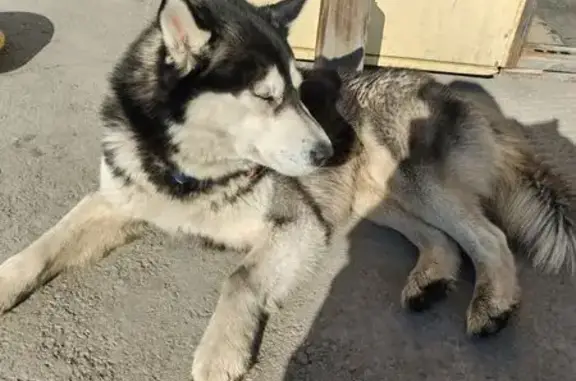 Объявления о пропавших и найденных животных, Екатеринбург, фото: Найден собака, Южный проезд, Екатеринбург - хаски с чёрным ошейником