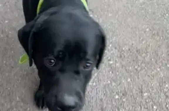 Пропала собака, мужской пол, Карталинский заезд, Магнитогорск - черный окрас, зеленый ошейник - photo