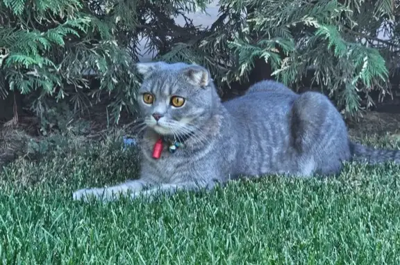 Пропал кот, Приазовская улица, 1/3, Краснодар - шотландский вислоухий с ошейником - photo