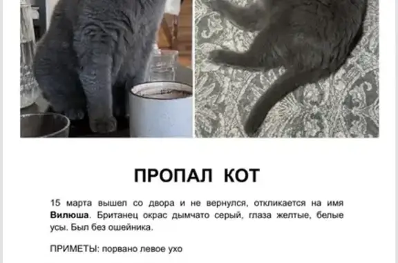 Кошки потеряшки, Сыктывкар, фото: Потеряшка кот, Депутатский переулок, 14, Сыктывкар